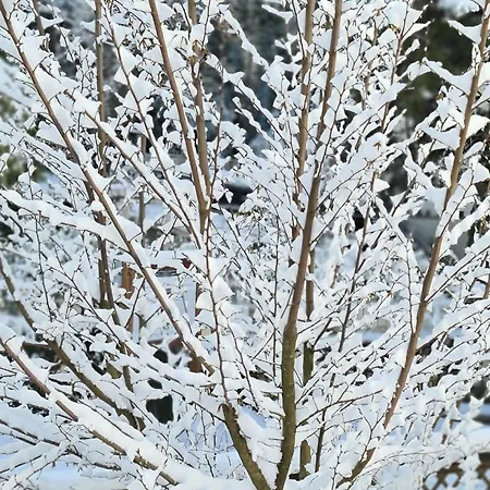 Alpin Llogara فندق